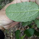 Image of Escobedia grandiflora (L. fil.) Kuntze