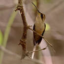 Image of Buff-bellied Hermit