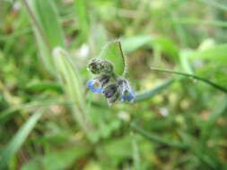 Image of strict forget-me-not