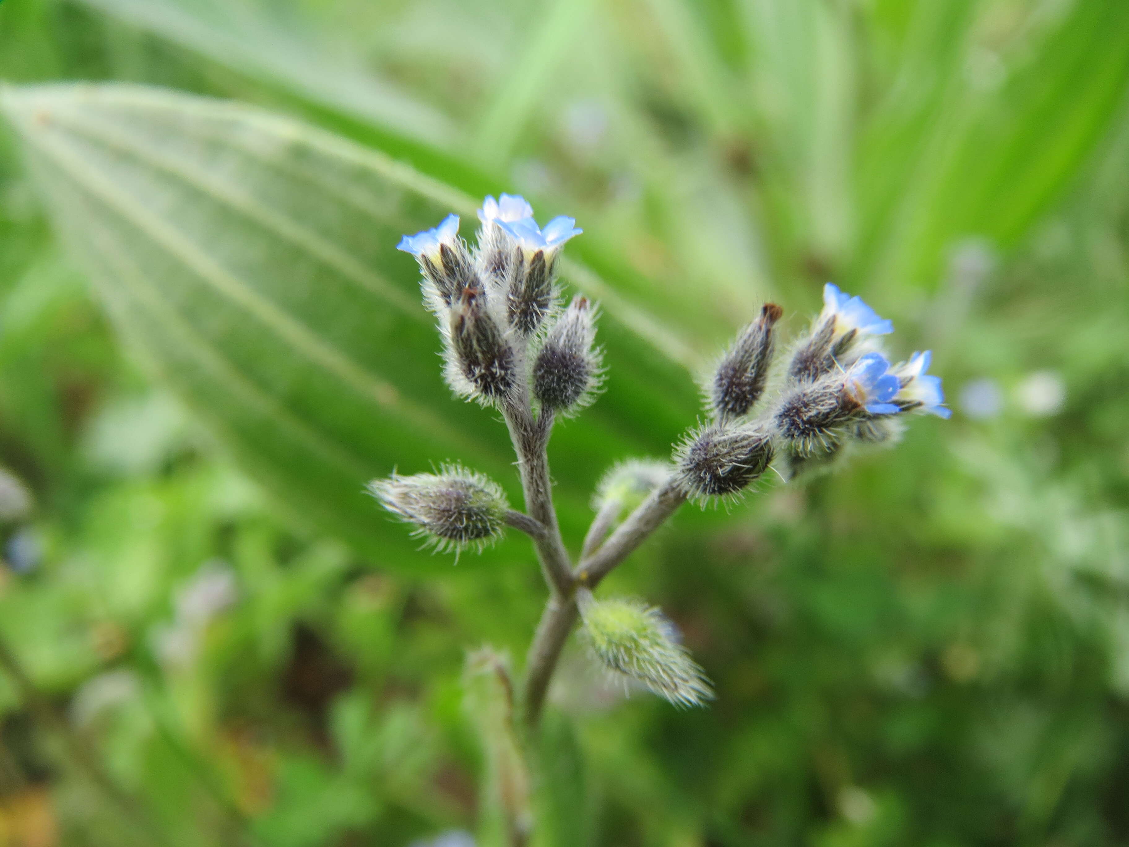 Image of strict forget-me-not