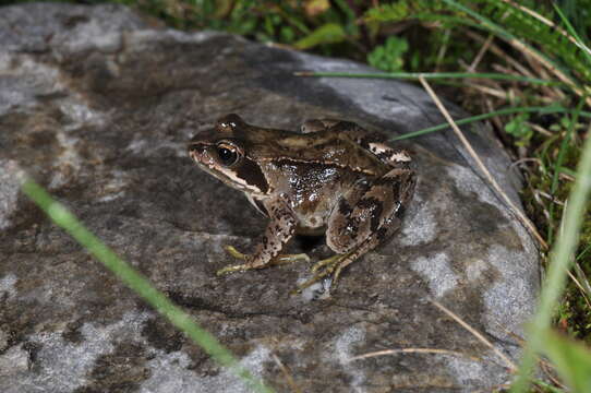 Image of Common frog