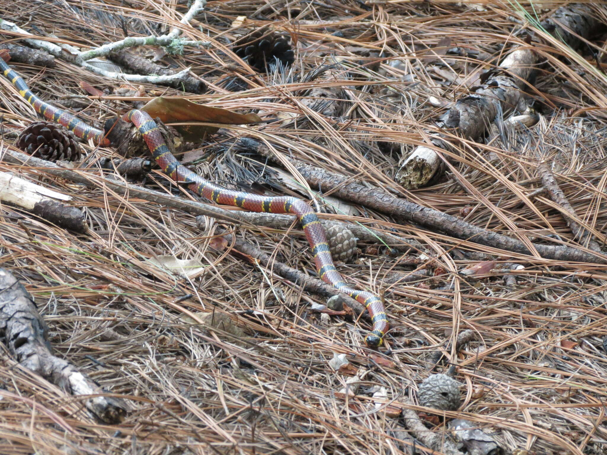 Plancia ëd Micrurus browni K. P. Schmidt & H. M. Smith 1943