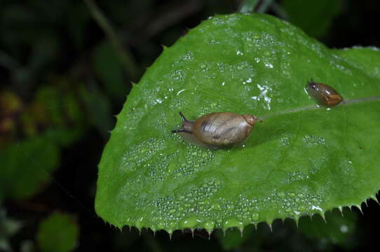 Image of amber snail