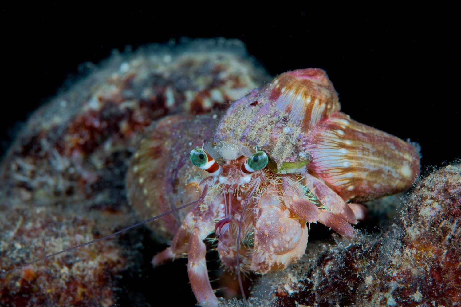 Image of jeweled anemone hermit