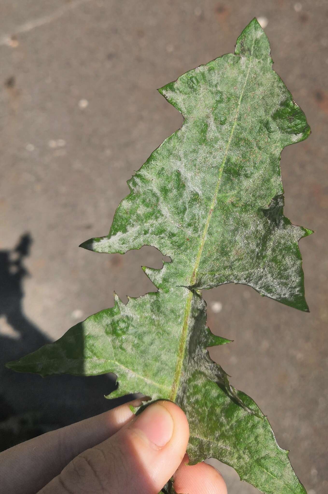 Podosphaera erigerontis-canadensis (Lév.) U. Braun & T. Z. Liu 2010的圖片