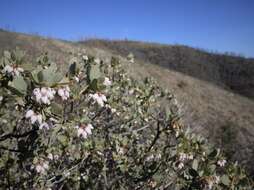 Image of Nissenan manzanita