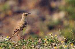 Image of Tawny Pipit