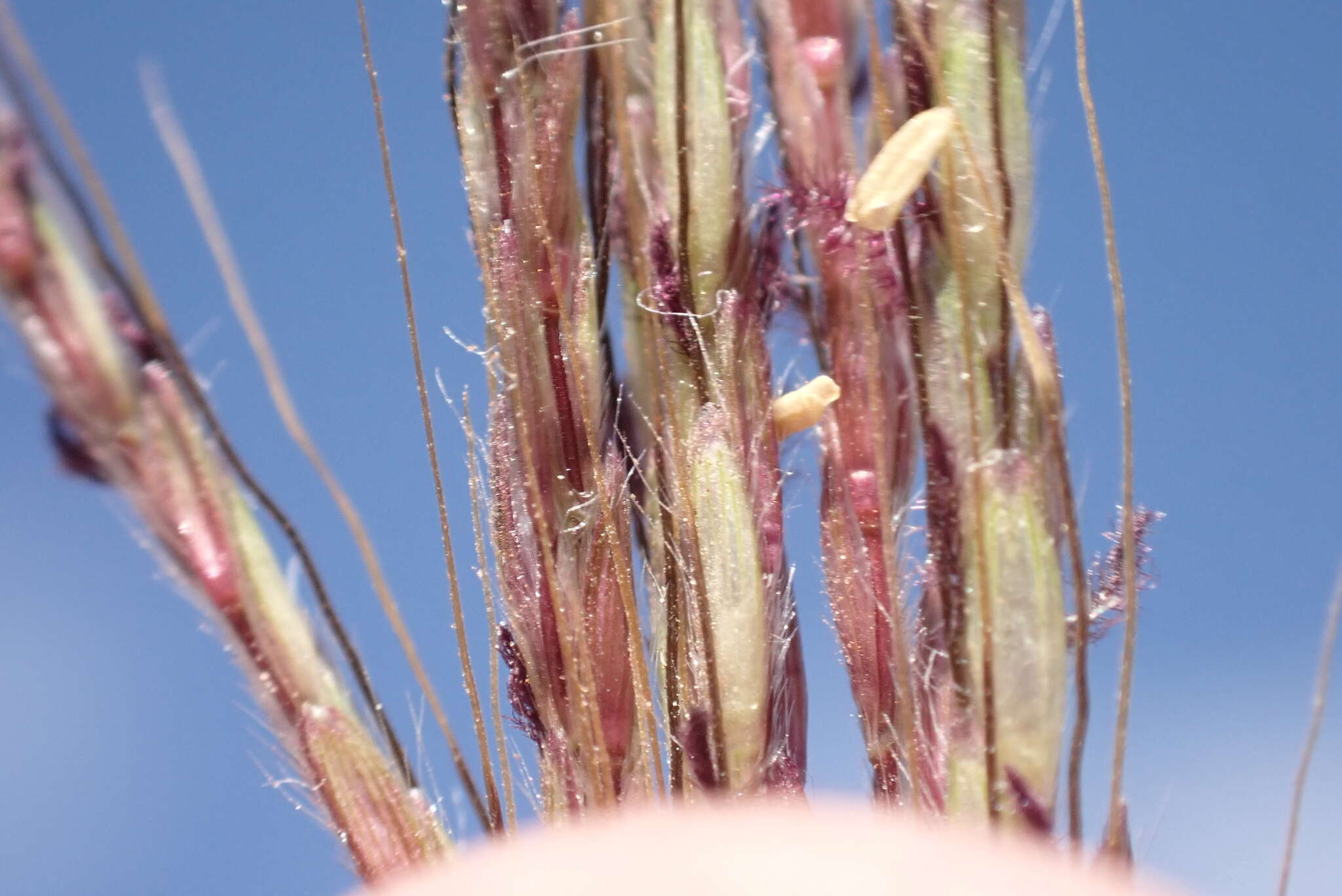 Image de Dichanthium annulatum var. annulatum