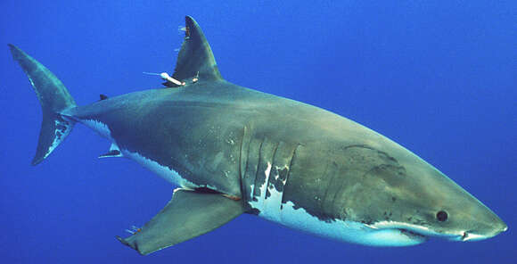 Image of Carcharodon