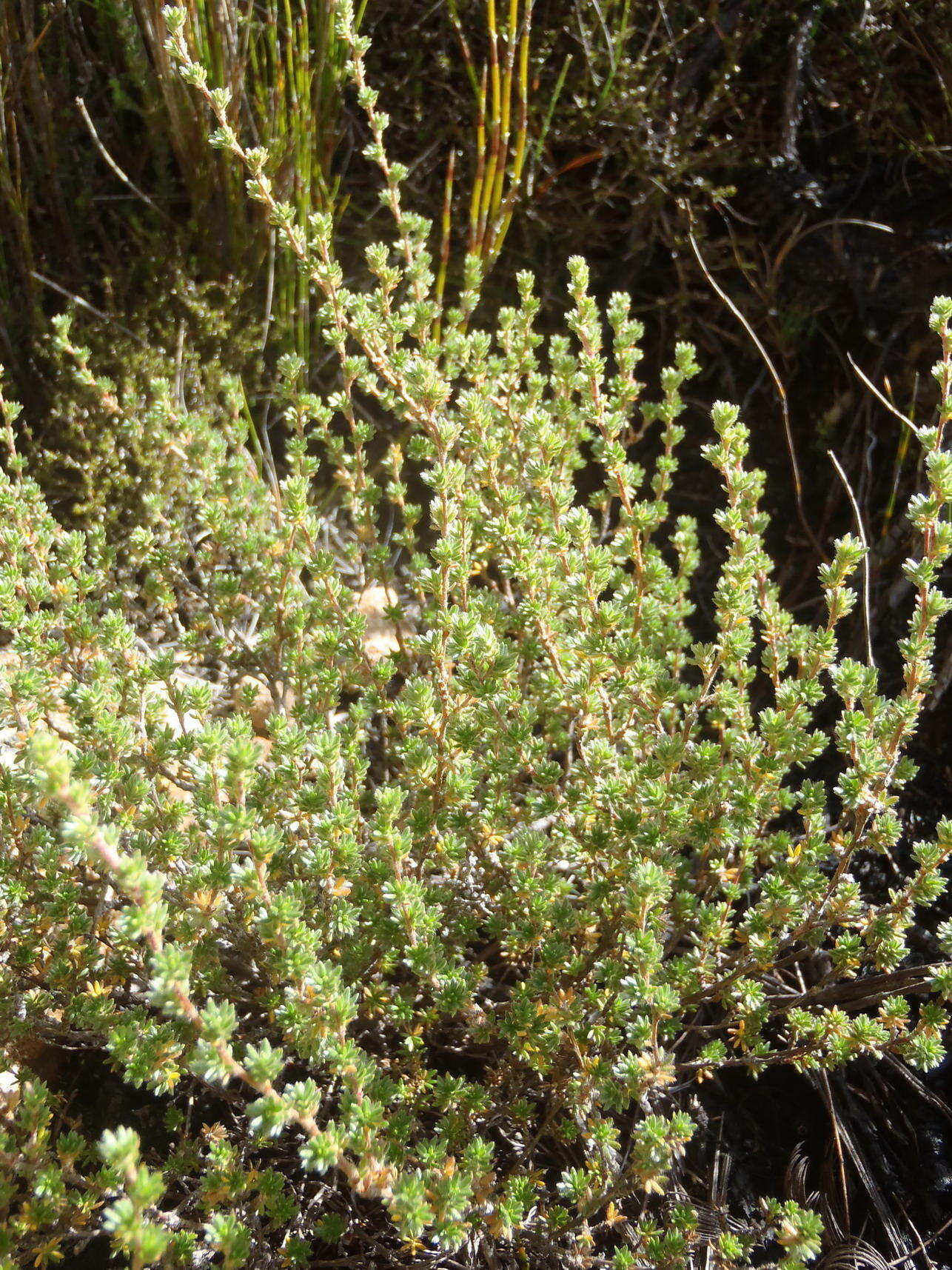 Image of Cliffortia eriocephalina Cham.