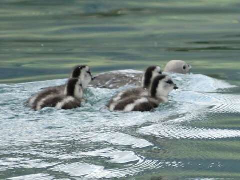 Image of magellan goose, upland goose