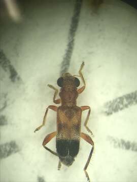 Imagem de Phyllobaenus knausi (Wickham 1905)