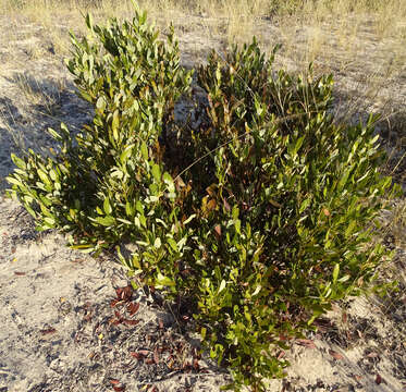 Image of Diospyros chamaethamnus Mildbr.