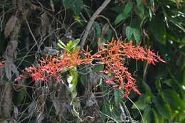 Image of Renanthera coccinea Lour.