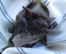 Image of Silver-tipped Myotis