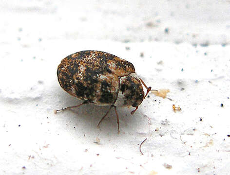 Image of Sacramento Anthicid Beetle