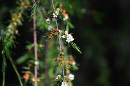 Baeckea frutescens L. resmi