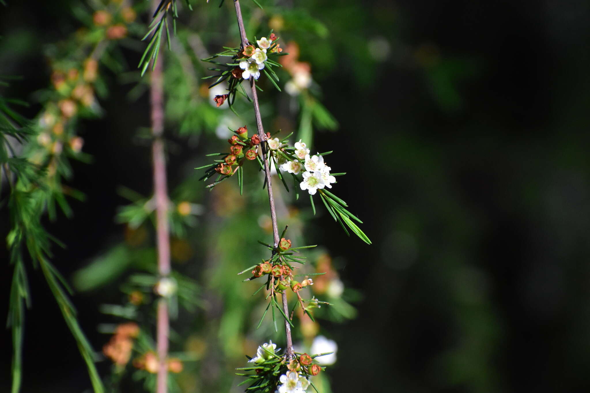 Baeckea frutescens L. resmi