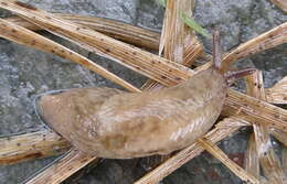 Image of grey field slug