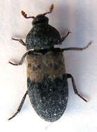 Image of larder beetle