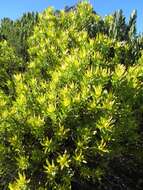 Image de Leucadendron laureolum (Lam.) Fourc.