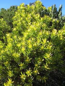 Image of Golden Sunshinebush