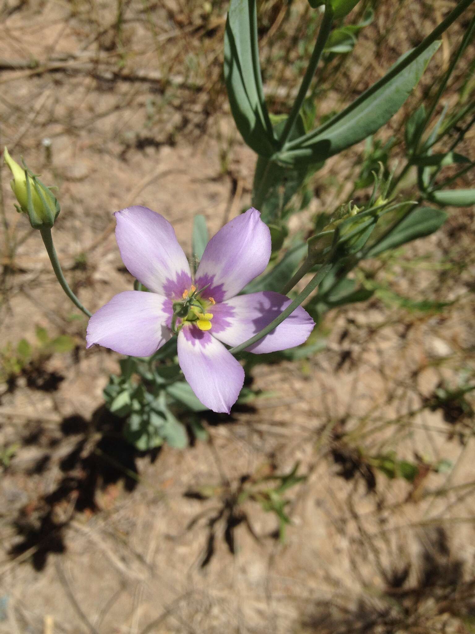 Image of Eustoma