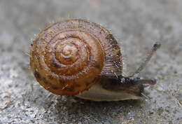 Image of Hairy Snail