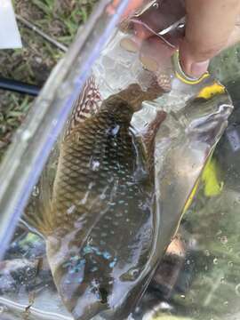 Image of Pearl cichlid