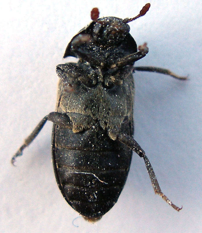 Image of larder beetle