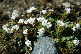 Imagem de Myosotis lyallii subsp. elderi (L. B. Moore) Meudt & Prebble