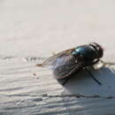 Image of Black Blow Fly