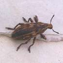 Image of Leucophyes occidentalis Alonso-Zarazaga 2008