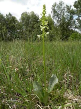 Image of lesser butterfly-orchid