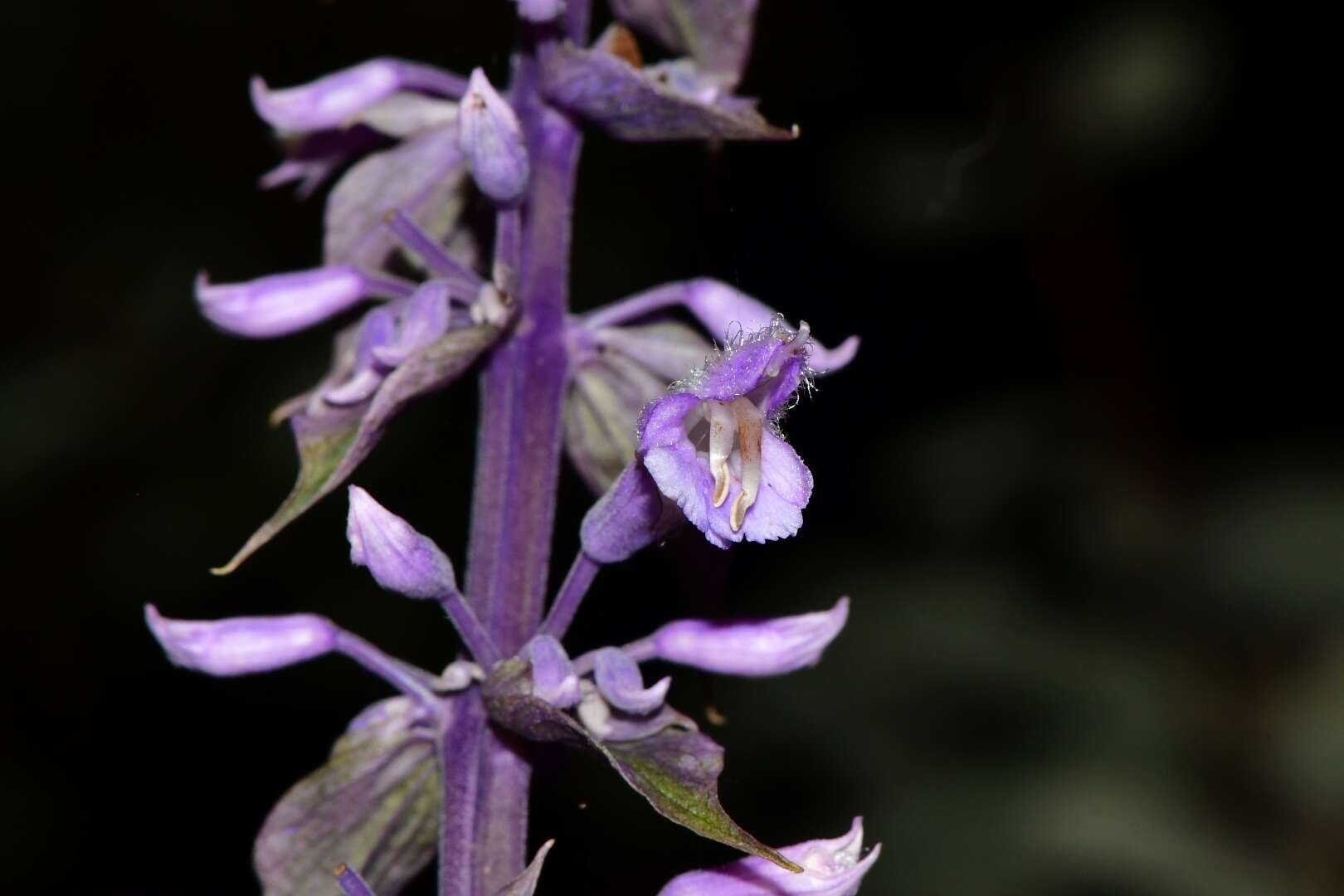 Imagem de Salvia divinorum Epling & Játiva
