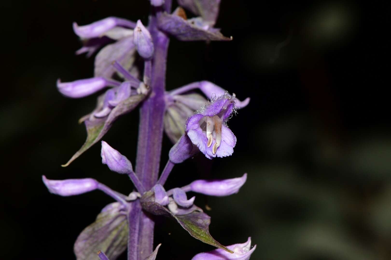 Sivun Salvia divinorum Epling & Játiva kuva