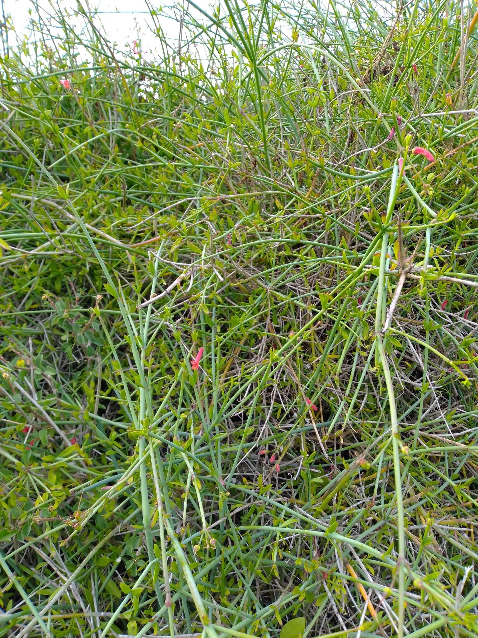 Image of Baja bush snapdragon