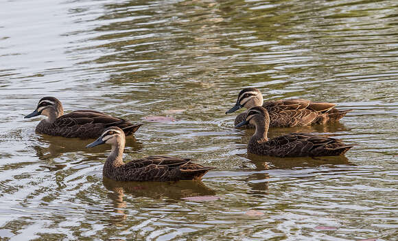 Image of Grey Duck