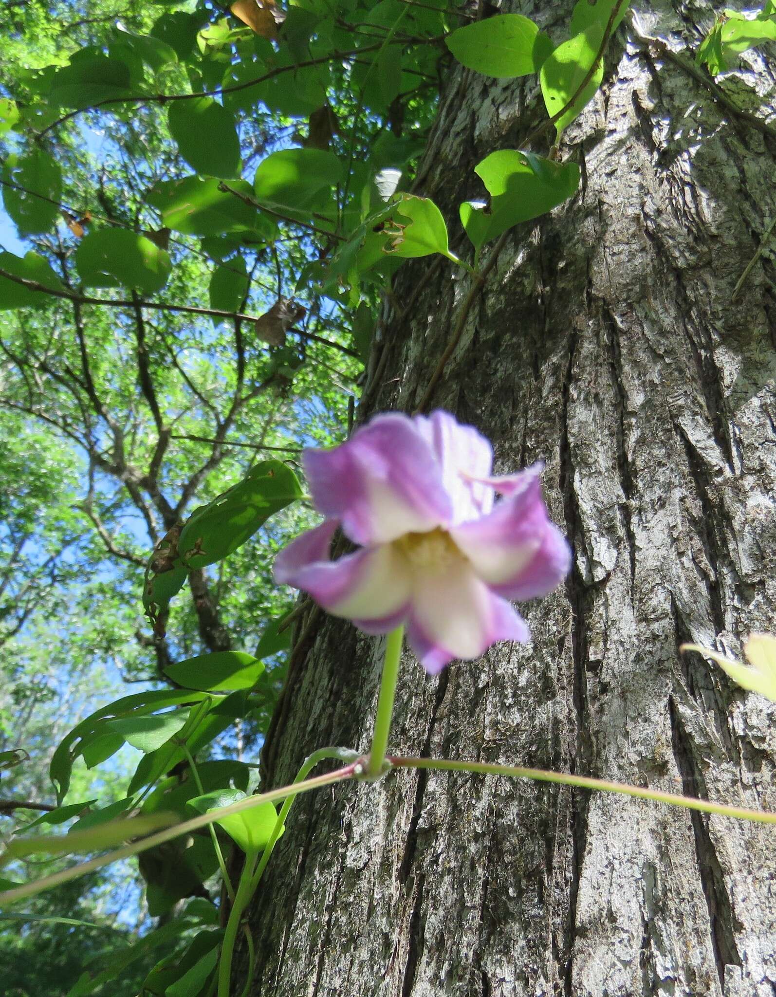 Image of swamp leather flower