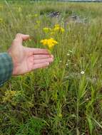 Image of Solidago vossii J. S. Pringle & Laureto