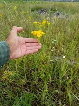 Image de Solidago vossii J. S. Pringle & Laureto