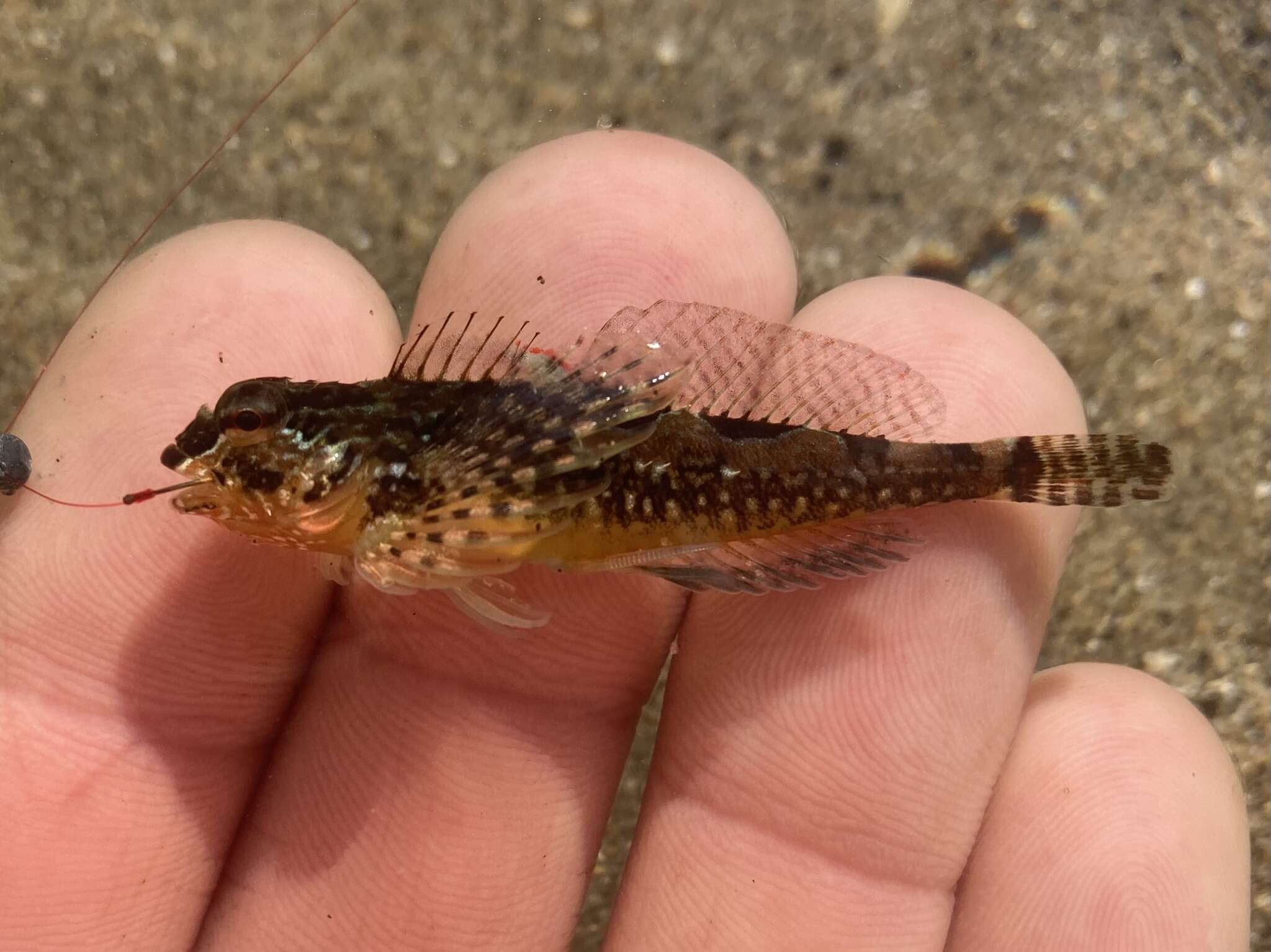 Image of Prickly sculpin