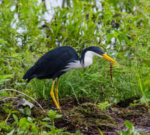 Imagem de Egretta picata (Gould 1845)