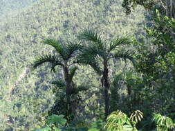 Image of Bactris cubensis Burret