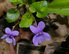 Image of early dog-violet