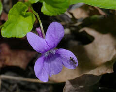 Image of early dog-violet