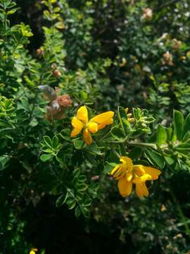 Image of French broom