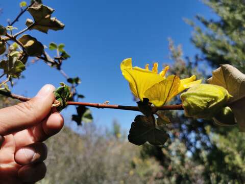 Imagem de Fremontodendron mexicanum Davidson