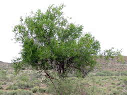 Image of African sumac