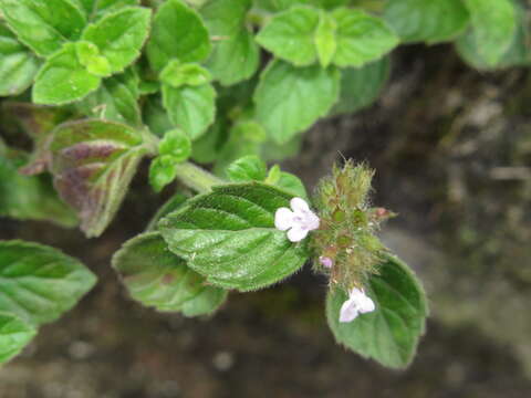 Image of Clinopodium chinense (Benth.) Kuntze